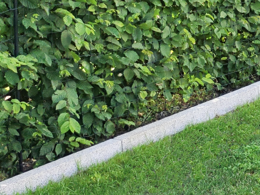 Rasenkanten Granit Silver Classico schräg mit Rasen