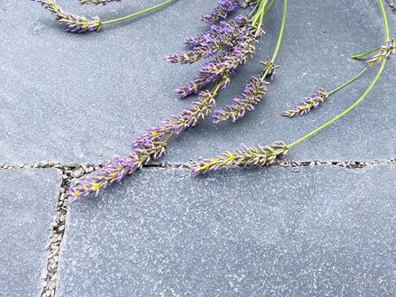 Terrassenplatte Lime Black Close Lavendel Struktur 3