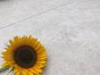 Travertinoptik-Platten Siena mit Sonneblume