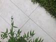 Travertinoptik-Platten Siena schraeg mit Pflanzen