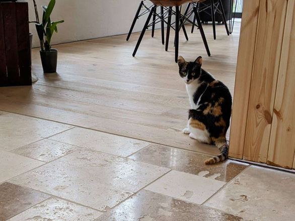 Travertin_Rustic_Flur_Parkett_Katze