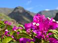 Lila Blumen vor einem Bergpanorama