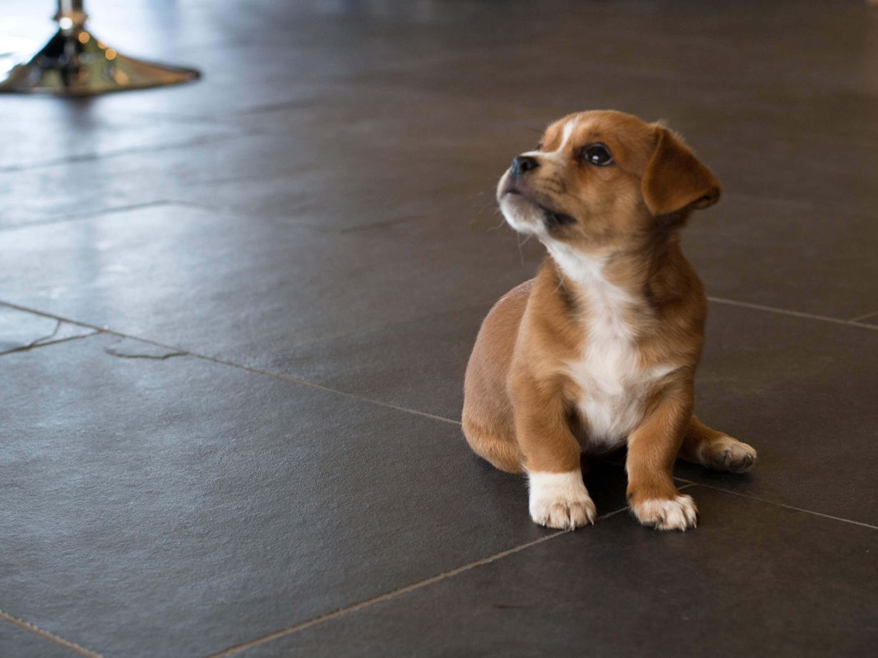 Hundewelpe auf Schieferboden Mustang