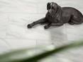 Porzellanfigur von liegendem Hund auf Marmorfliese Calacatta geschliffen