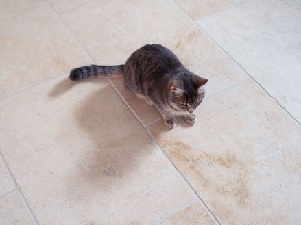 Katze liegt auf Travertin Light Fliesen