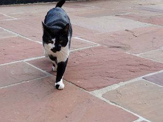 Schwarz-weiss gefleckte Katze läuft über Sandstein Modak in gedeckten Rot-Braun-Tönen