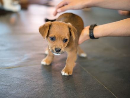 Ein Boden, den auch kleine Welpen lieben: Schieferboden gibt halt zum Toben!
