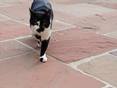 Auch Tiere lieben Sandstein! Katze läuft über Platten aus rotem Sandstein