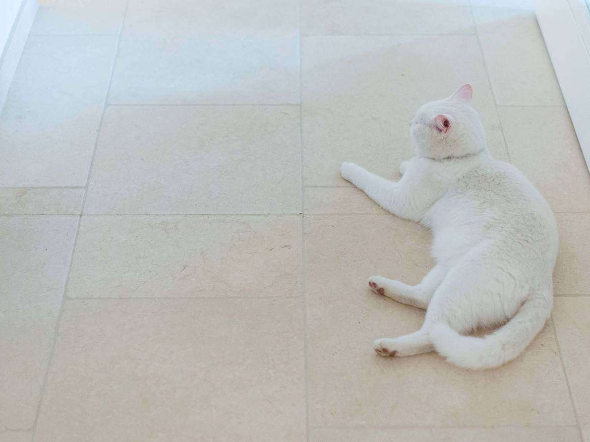 Verlegter Natursteinboden aus hellem Kalkstein mit Dehnungsfuge, rechts im Bild eine weisse Katze